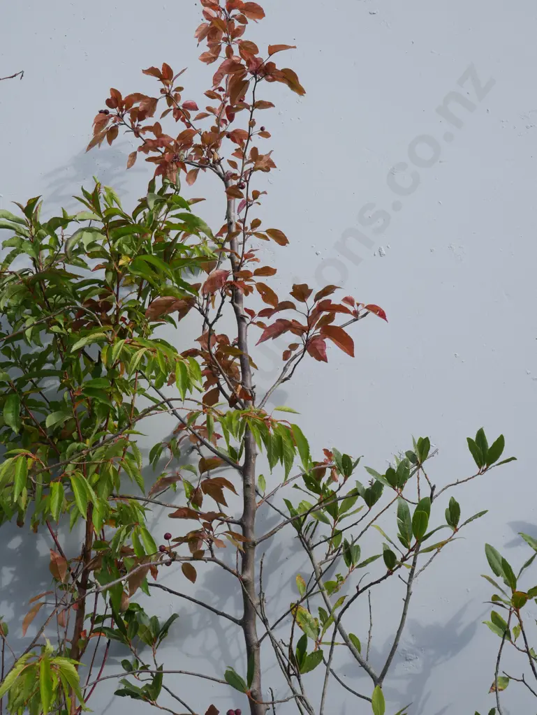 4 plants Image 1++