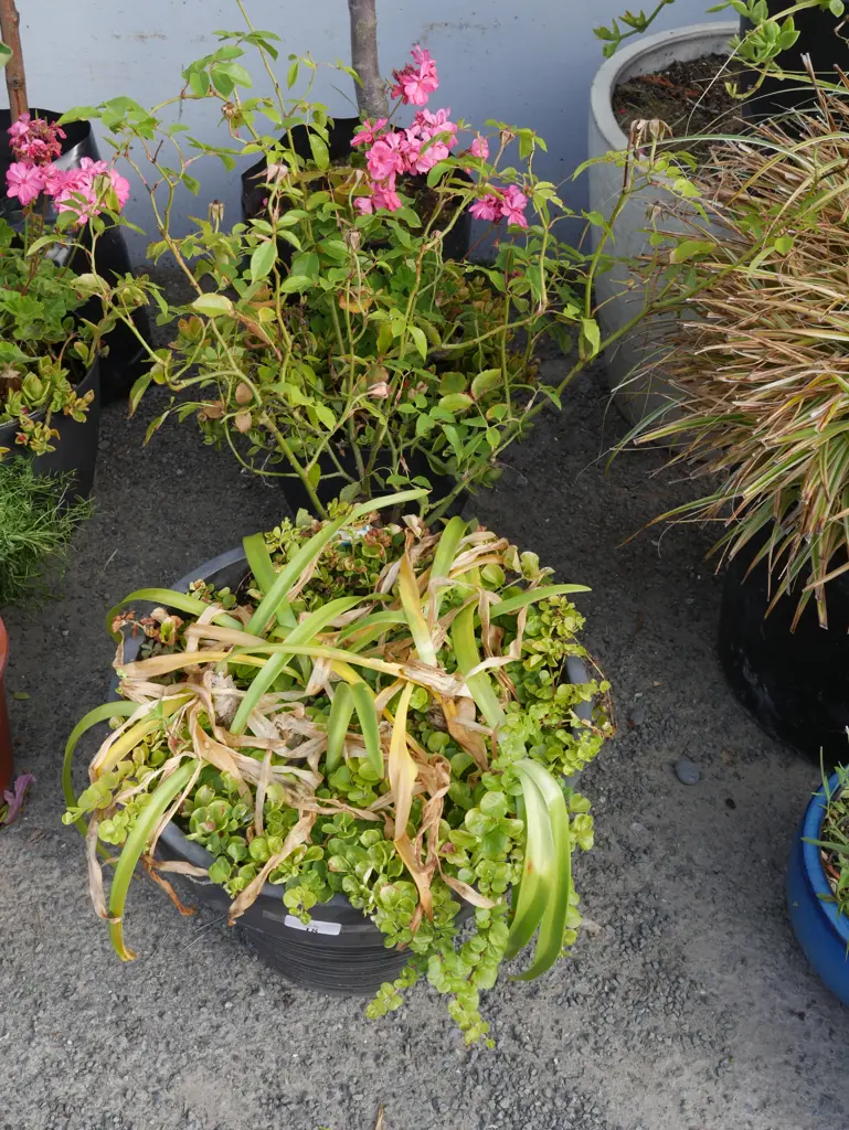 4 plants Image 1++