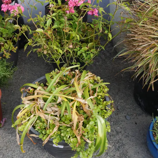4 plants