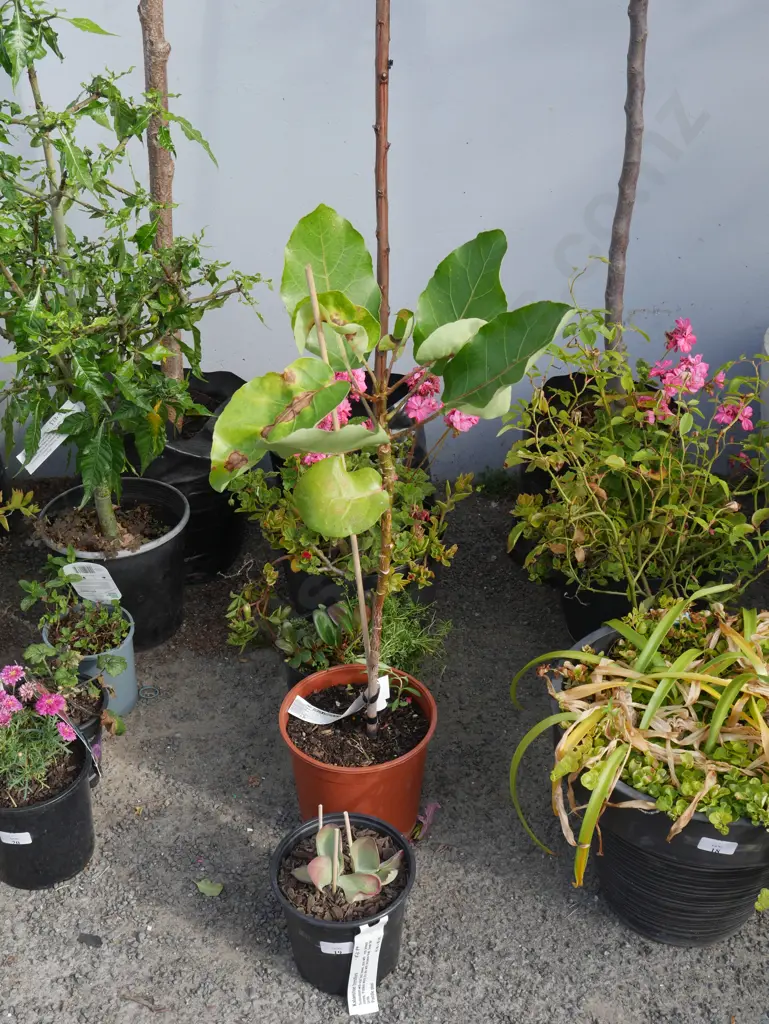 5 plants Image 1++