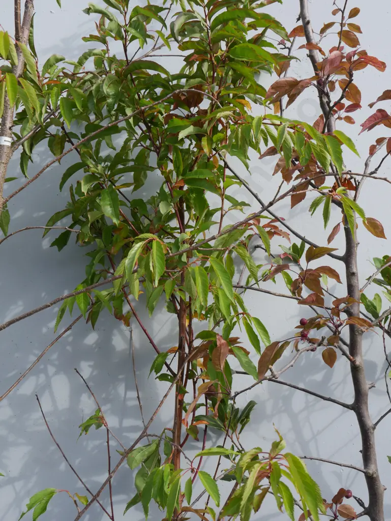 5 plants Image 1++