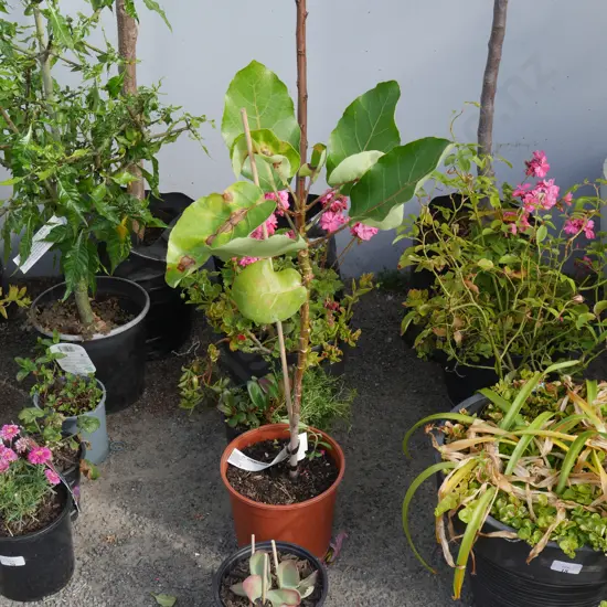 5 plants