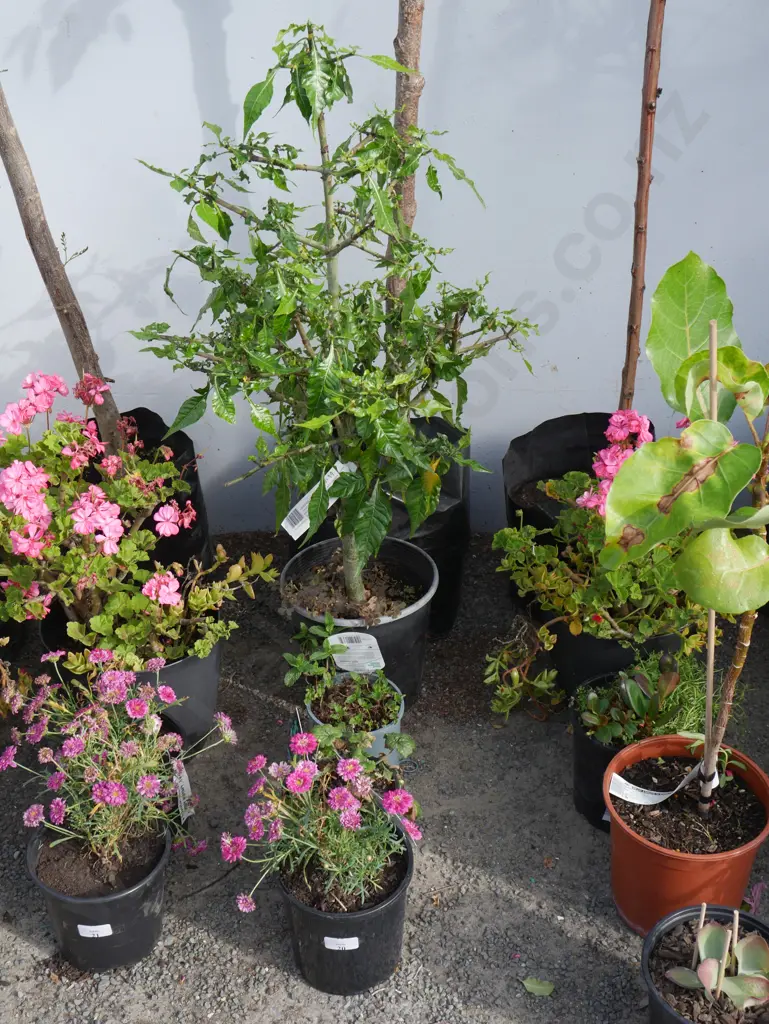 5 plants Image 1++
