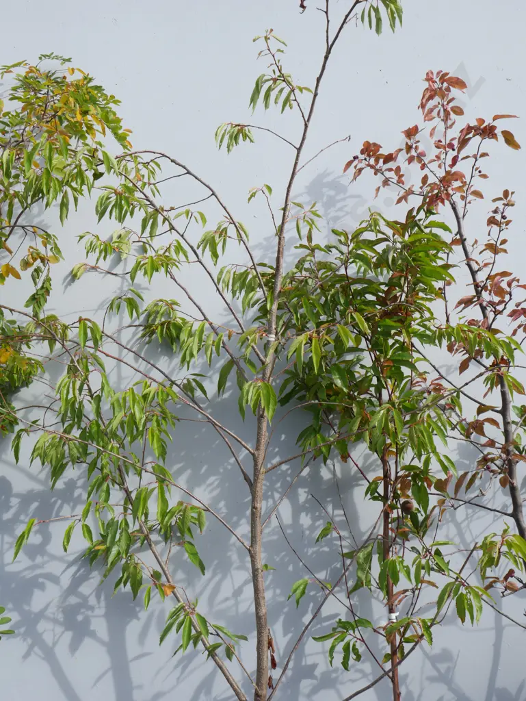 5 plants Image 1++