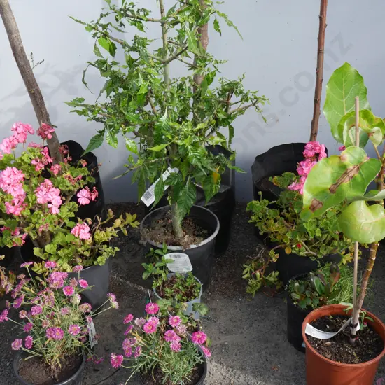 5 plants