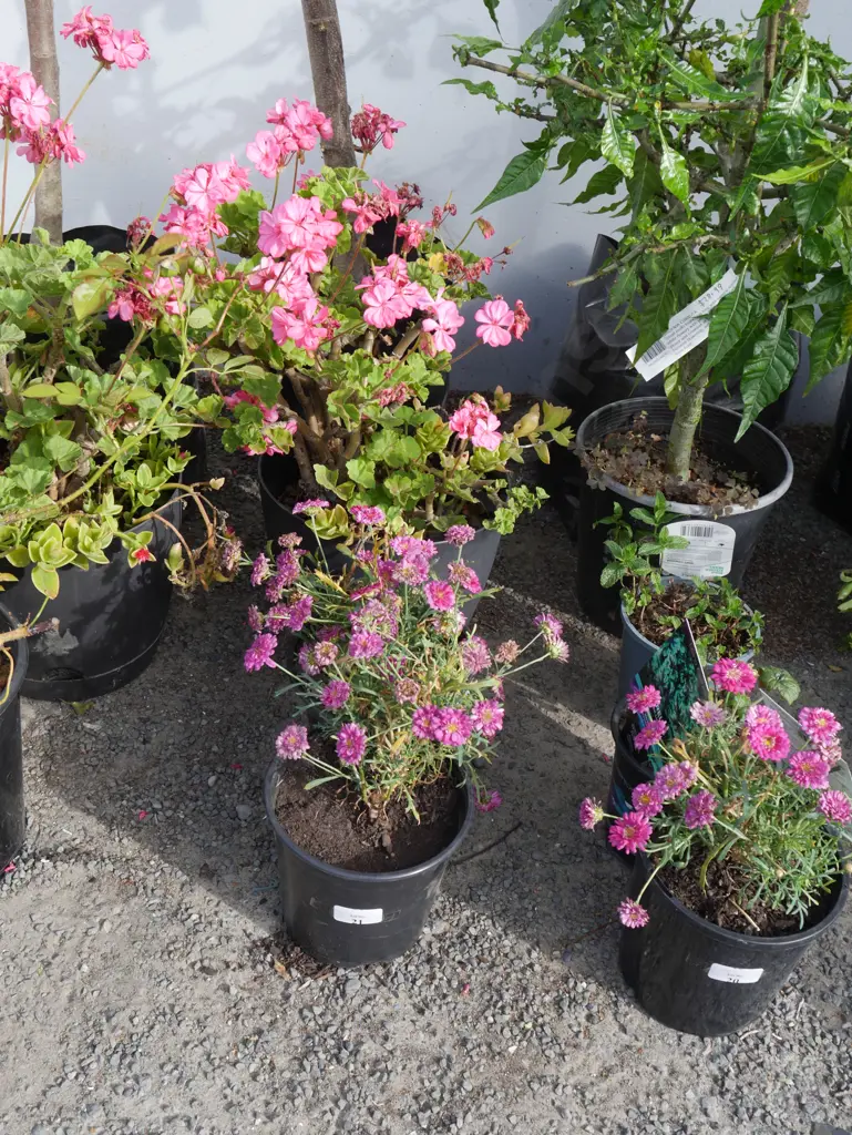 4 plants Image 1++