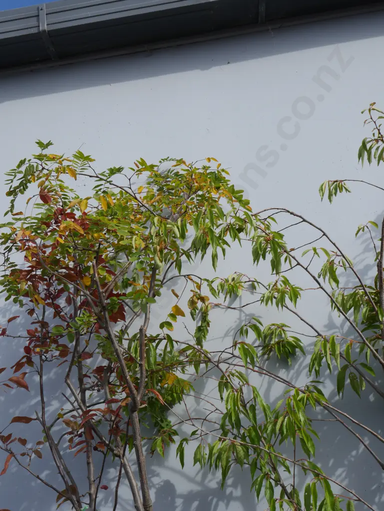 4 plants Image 1++