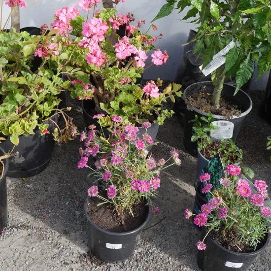 4 plants