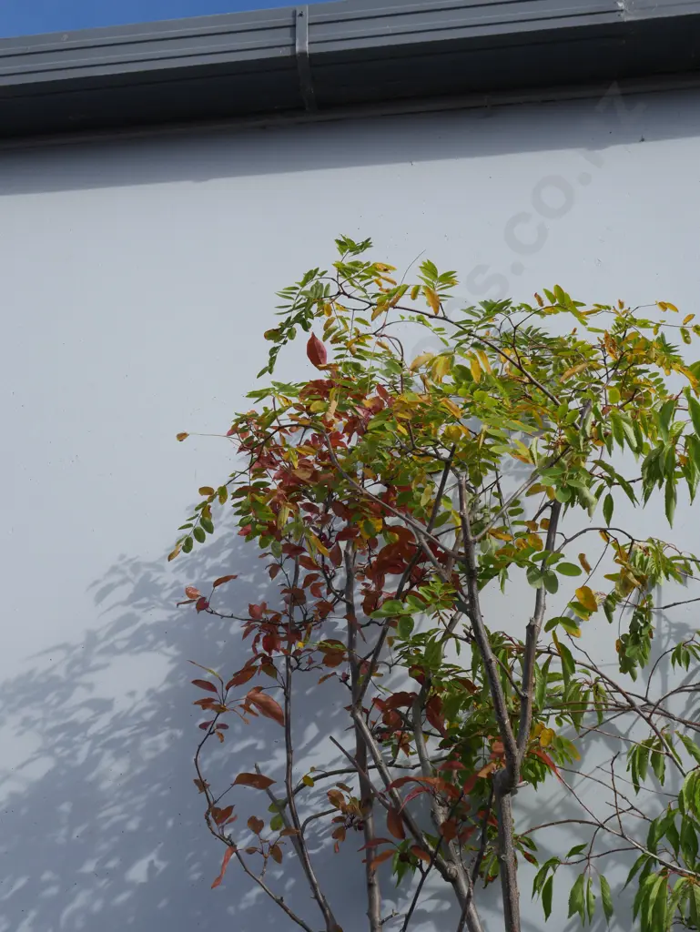 3 plants Image 1++