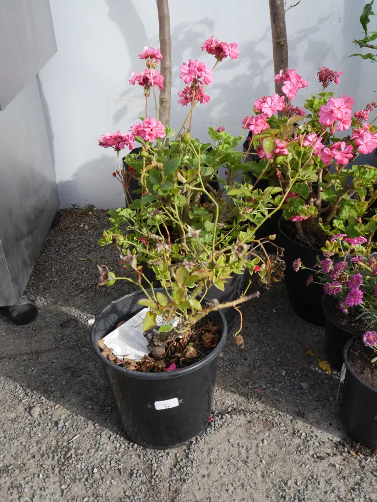 3 plants Image 1++