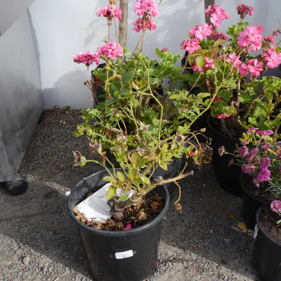 3 plants
