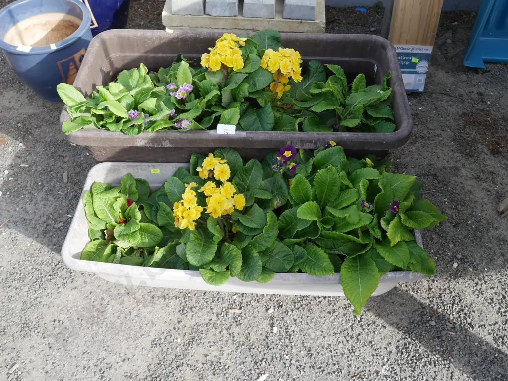 Plants Image 1++