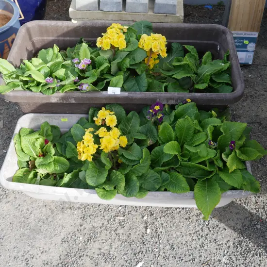 Plants