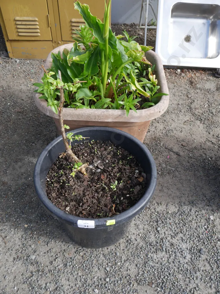 2 potted plants Image 1++