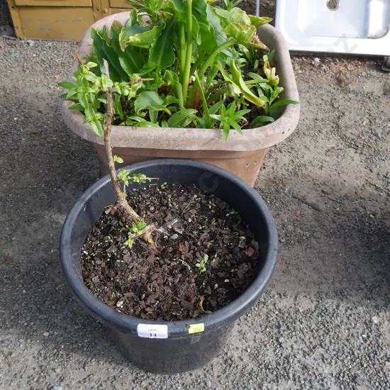 2 potted plants