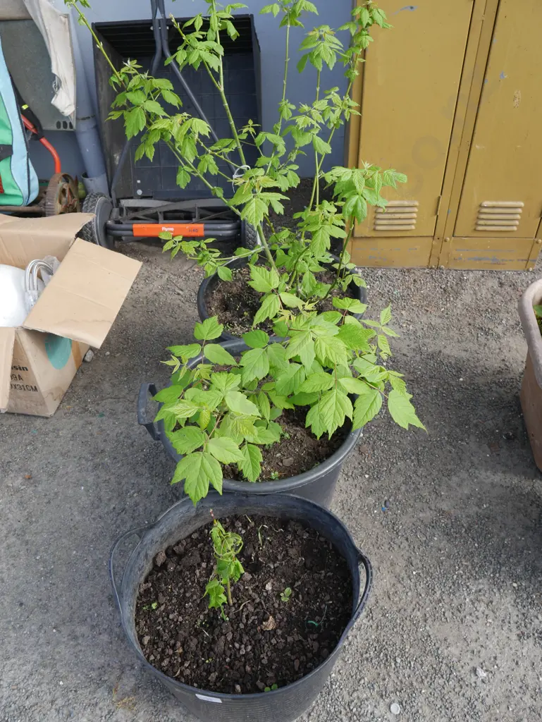 3 potted plants Image 1++