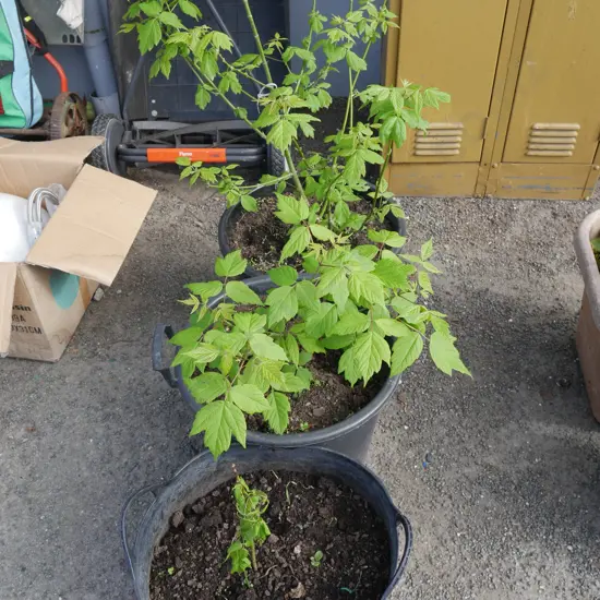 3 potted plants