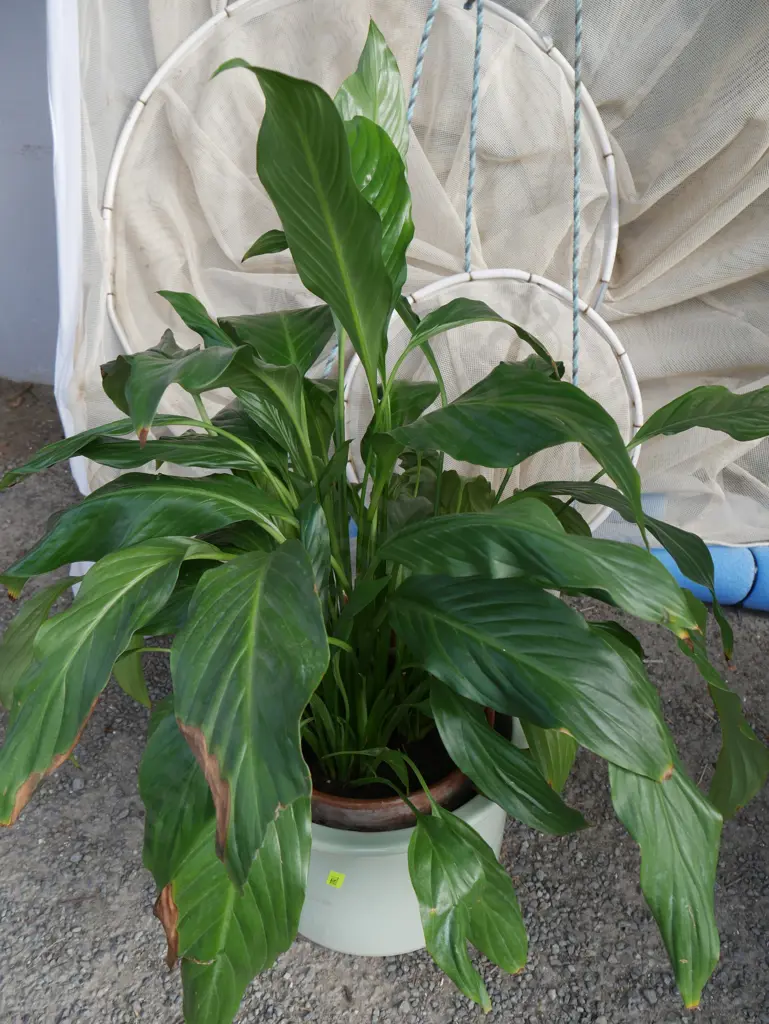 Peace lily plant Image 1++