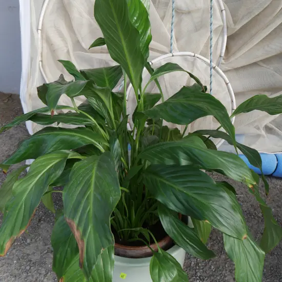 Peace lily plant
