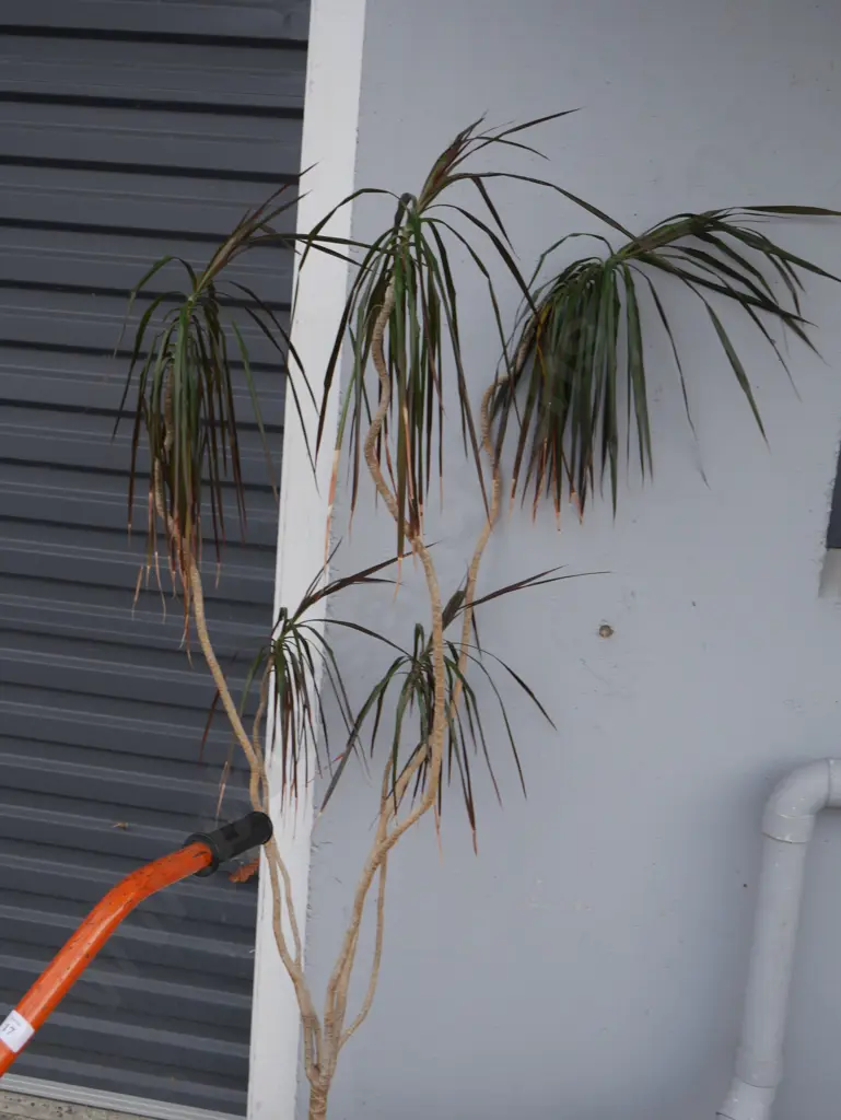 Plant Image 1++