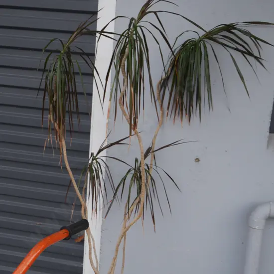 Plant