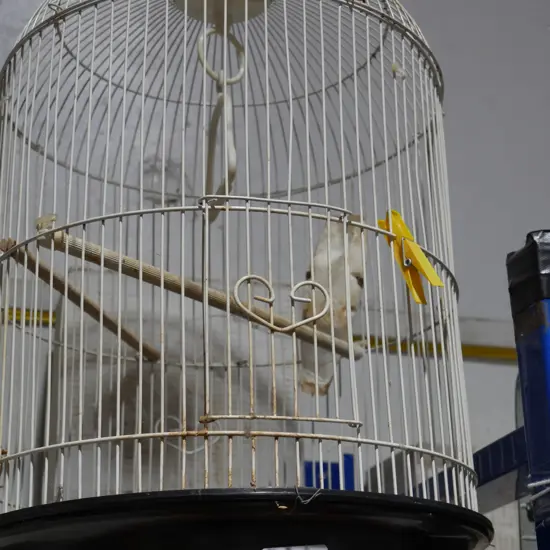 Birdcage