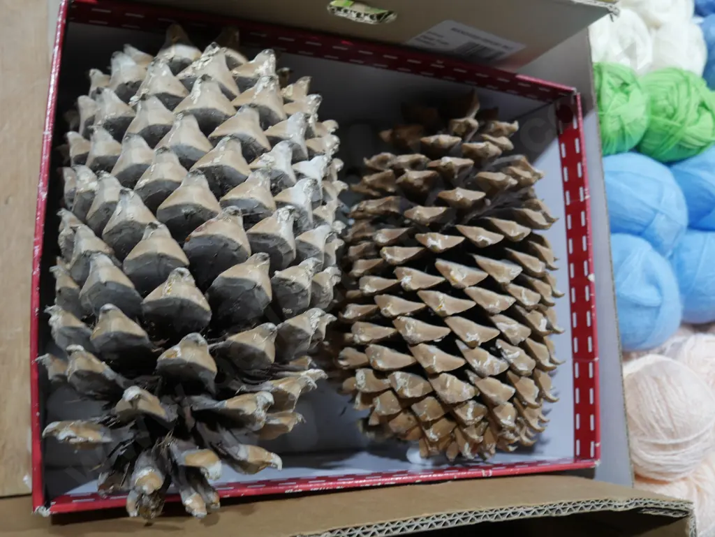 Large pine cones Image 1++