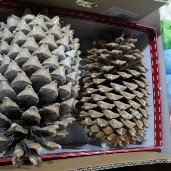 Large pine cones