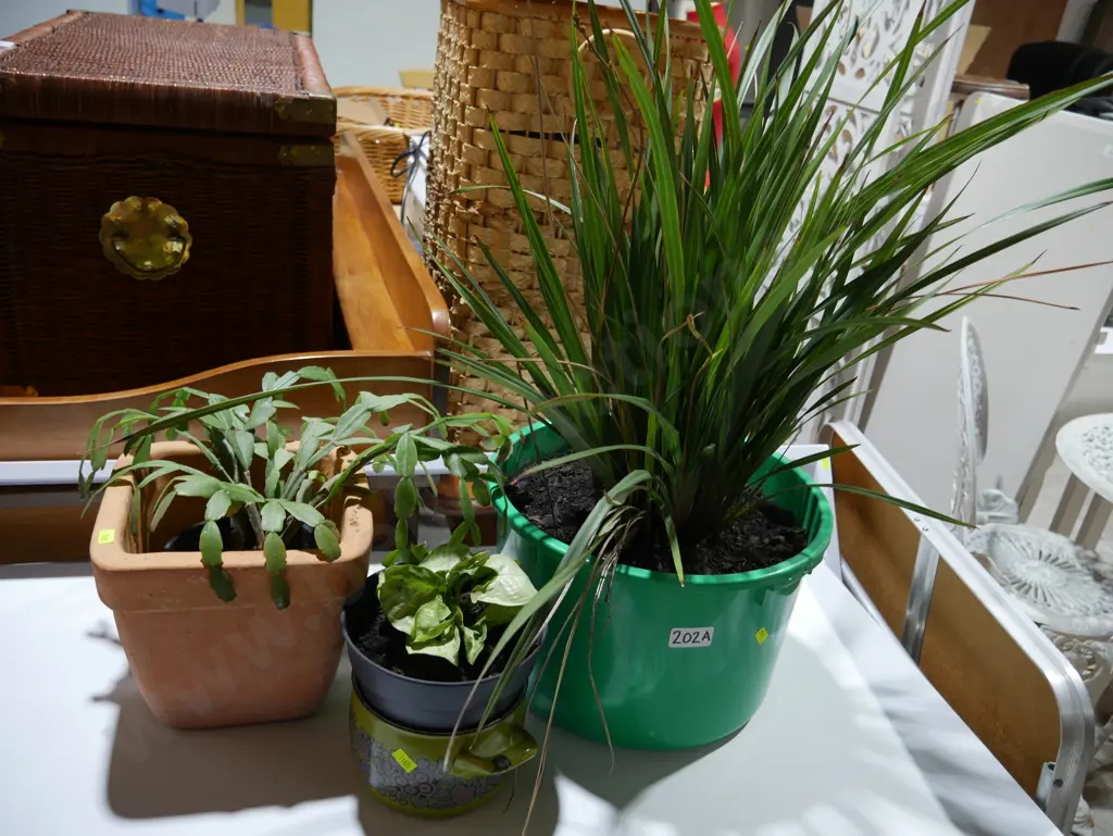 Three plants Image 1++