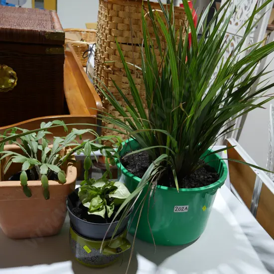 Three plants