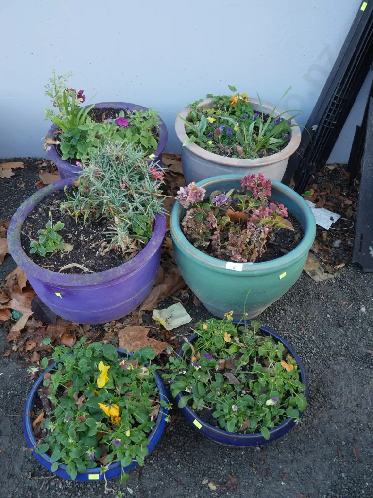 6 potted plants Image 1++