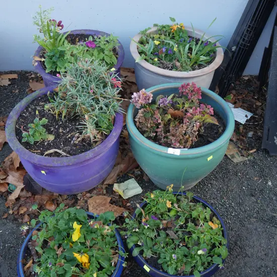 6 potted plants
