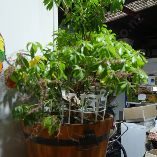 Pot plant