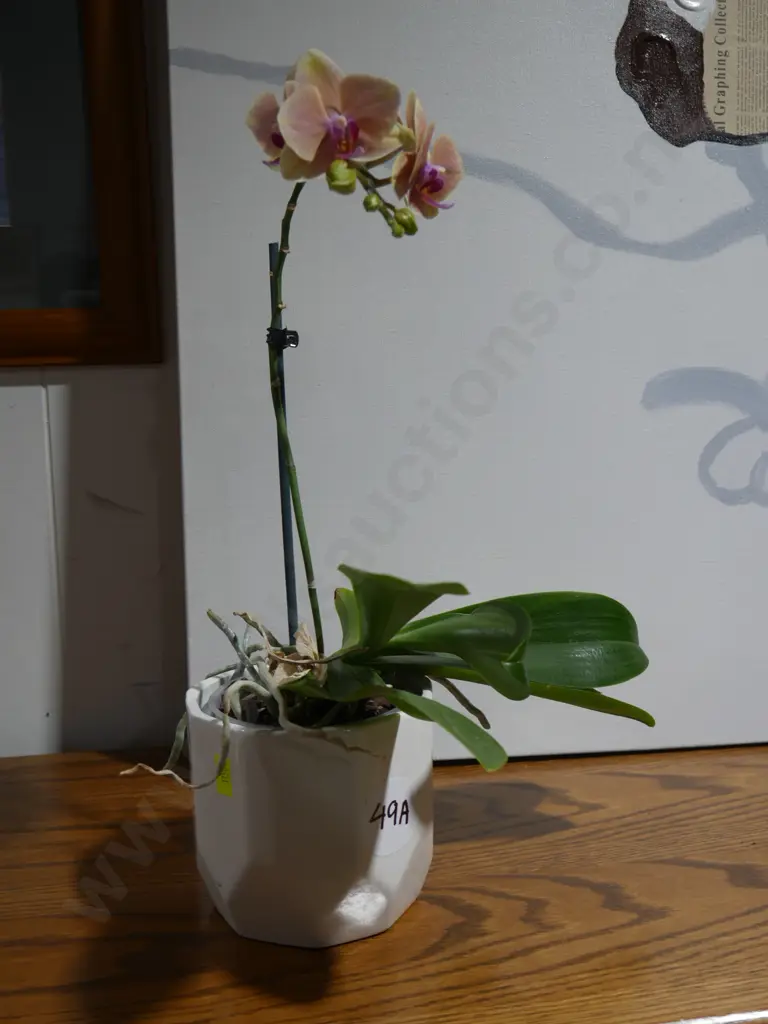 Orchid Image 1++