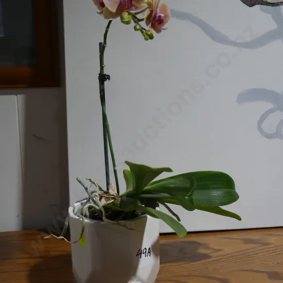 Orchid