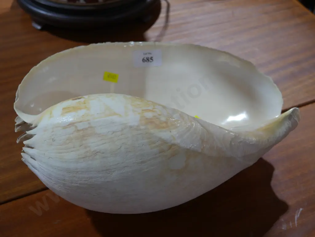 Large shell Image 1++
