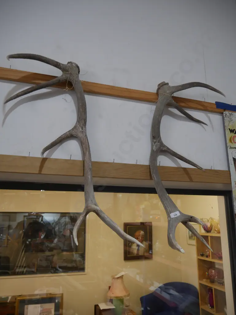 Pair of antlers Image 1++