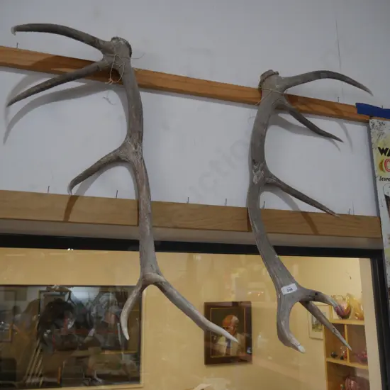 Pair of antlers