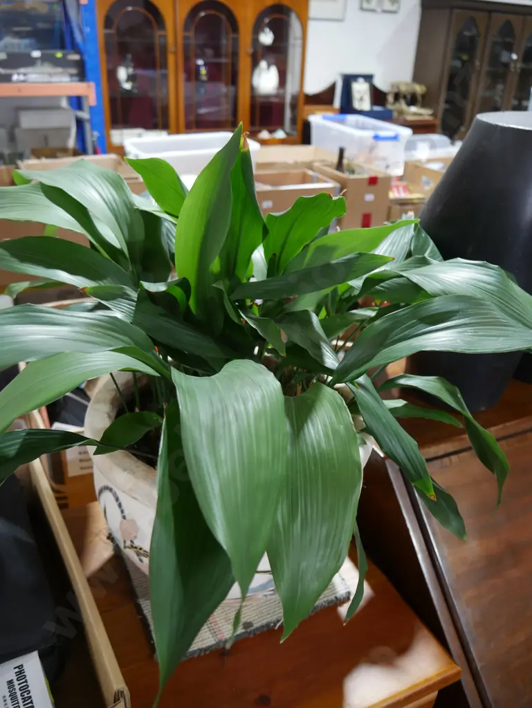 Peace Lily Image 1++