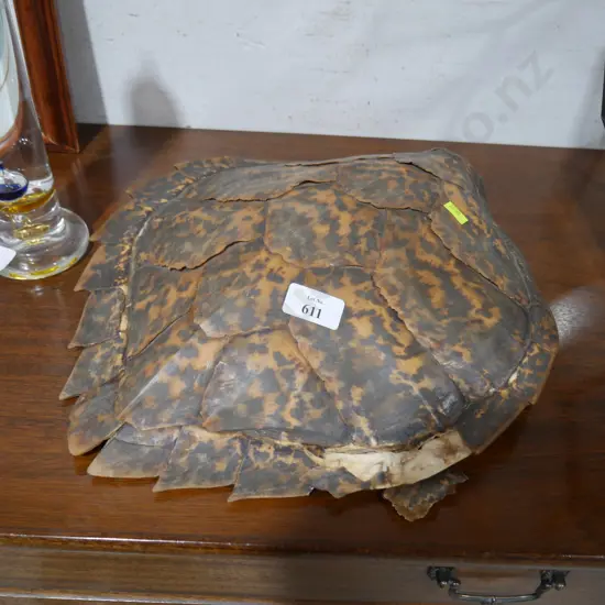 Turtle shell