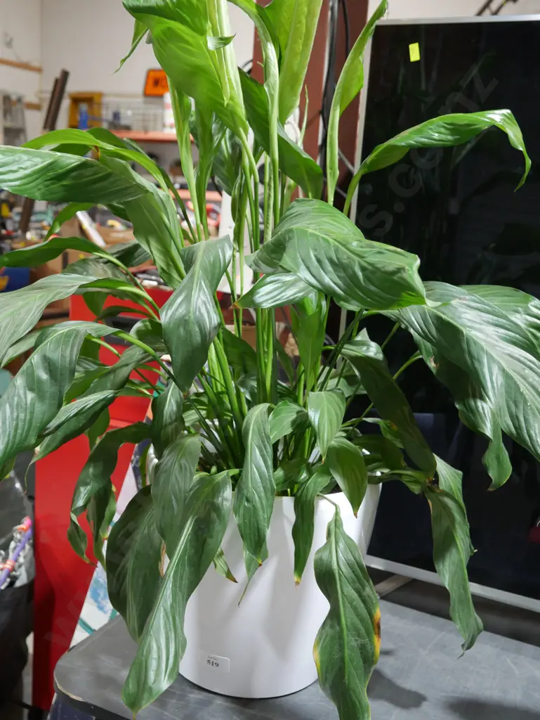 Peace lilly plant Image 1++
