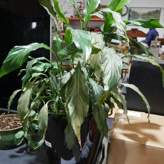 Peace lilly plant