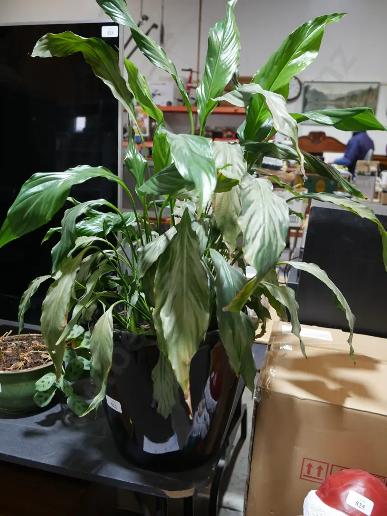 Plant in black pot Image 1++
