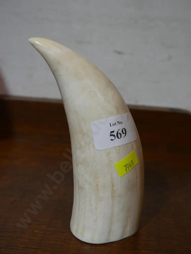 Whales tooth Image 1++