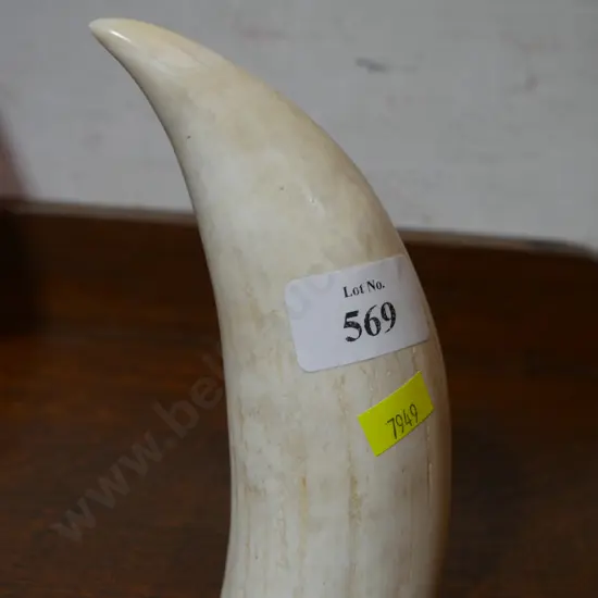 Whales tooth