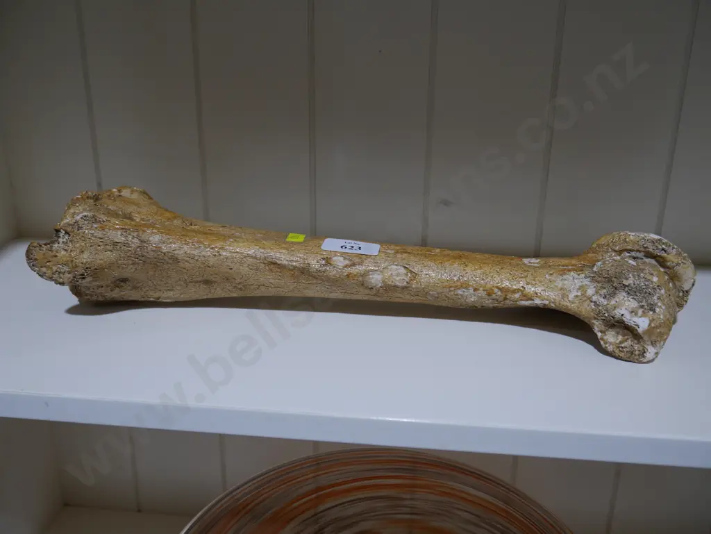 Moa bone Image 1++