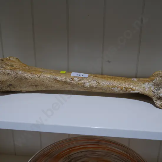 Moa bone