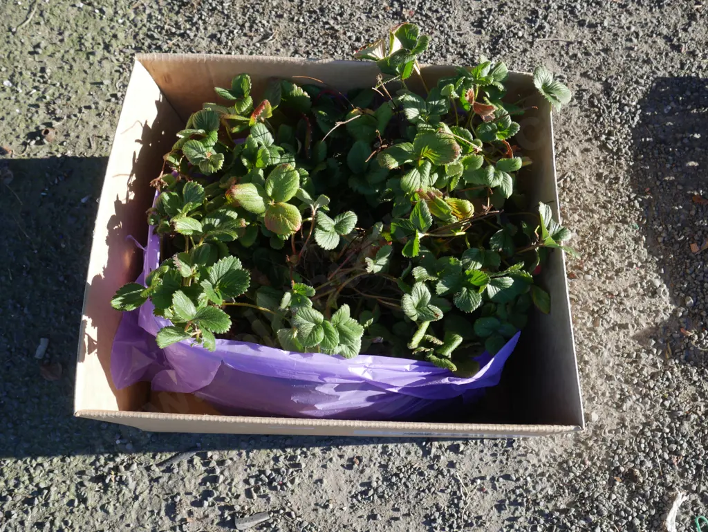 Strawberry plants Image 1++