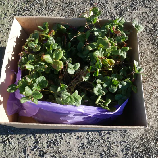 Strawberry plants