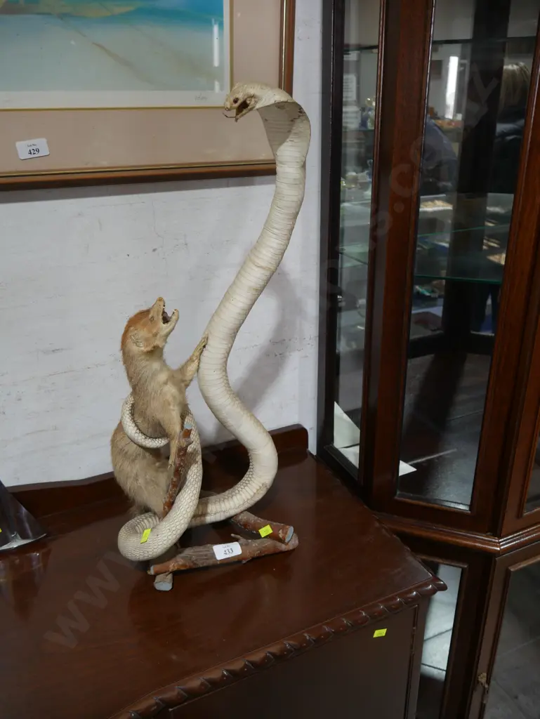 Mongoose and cobra taxidermy Image 1++